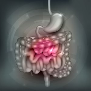 Gastrointestinal tract